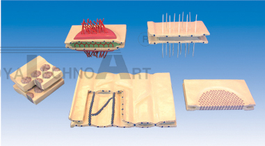 The model of lateral junction with epithelial cells (5parts)